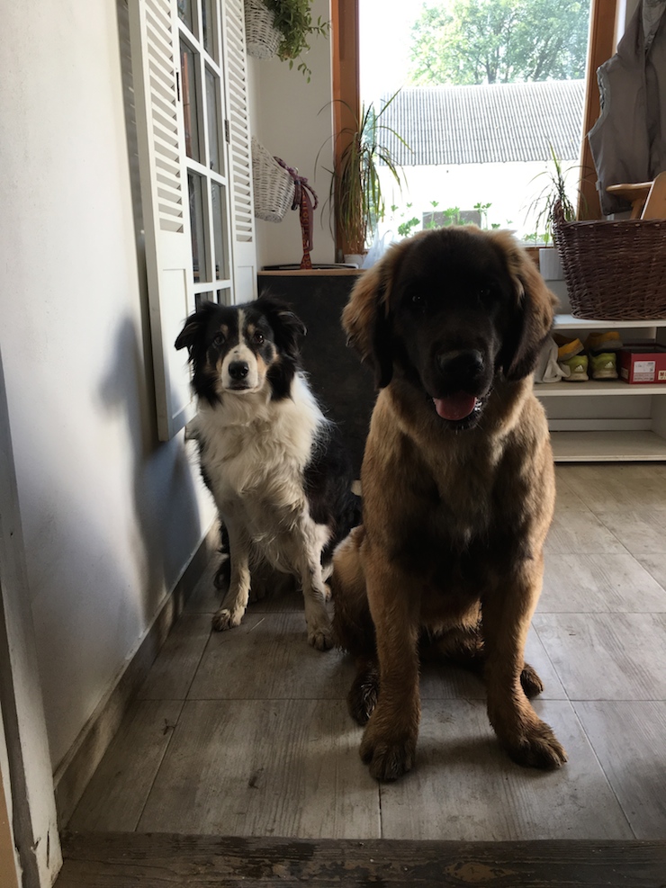 Dorůstající štěně leonberger