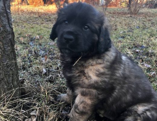 Štěně leonberger