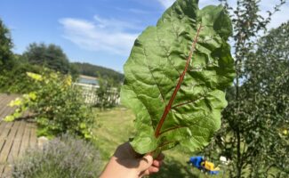 Těstoviny s Mangoldem (Recept) Těstoviny s Mangoldem (Recept)