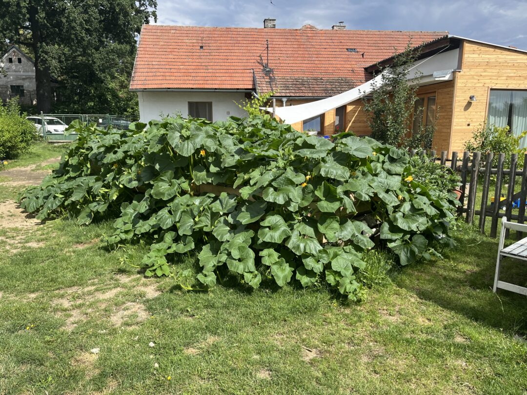 Dýně na vyvýšeném záhoně
