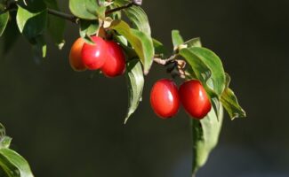 Dřínky jako olivy (Recept) Dřínky jako olivy (Recept)
